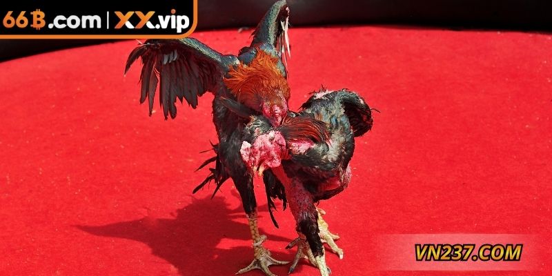 Luật tham gia đá gà trực tuyến không quá khó hiểu