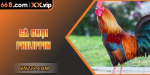 Gà Chọi Philippin Tại 66B – Biểu Tượng Thi Đấu Đỉnh Cao