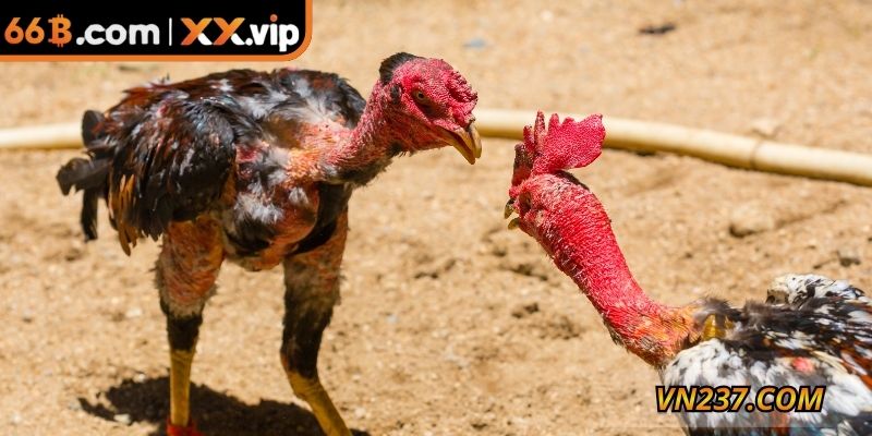 Hình thức gà chọi Philippin rất được ưa chuộng hiện nay