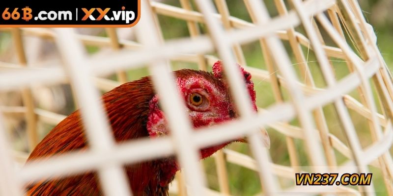 Nên xem xét kỹ lưỡng đối với chế độ chăm sóc