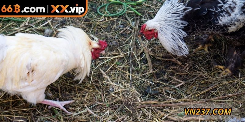 Hình thức gà đá cựa dao luôn được lựa chọn hàng đầu